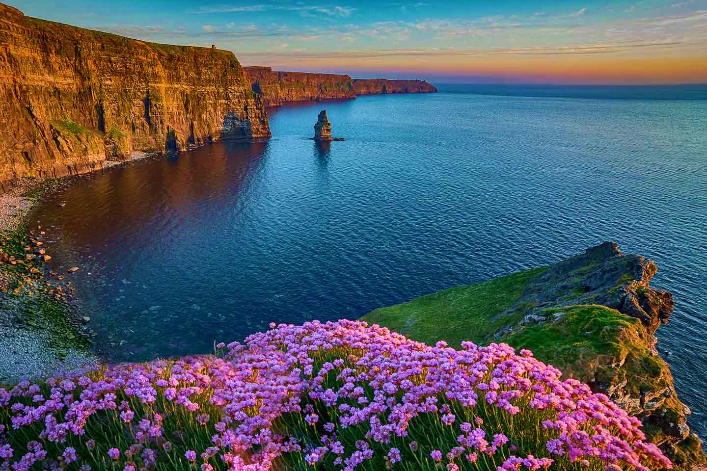 Cliffs of Moher at sunset with purple wildflowers blooming on grassy clifftop overlooking turquoise Atlantic Ocean, County Cl